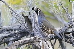 California Quail